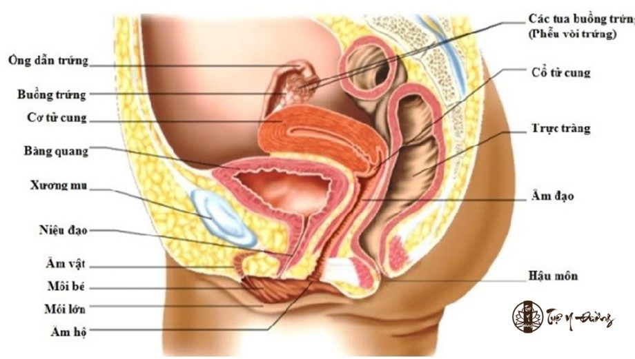 Cấu tạo mở của hệ sinh dục nữ, nên vùng kín rất dễ bị tác động, tấn công và gây viêm nhiễm