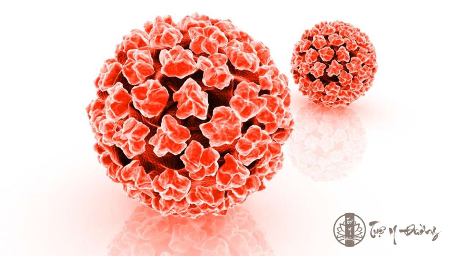 HPV - Nguyên nhân gây ra sùi mào gà - Tuệ Y Đường