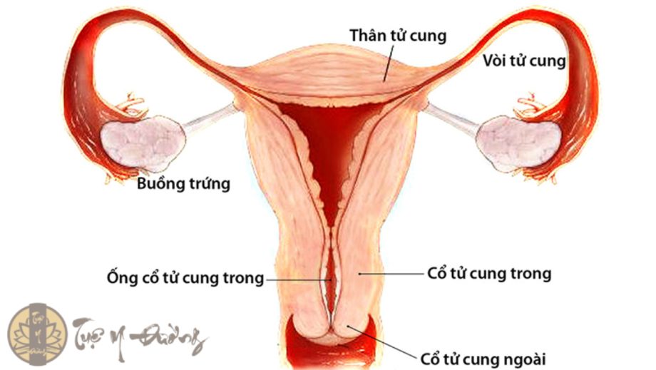 Hình ảnh giải phẫu cổ tử cung