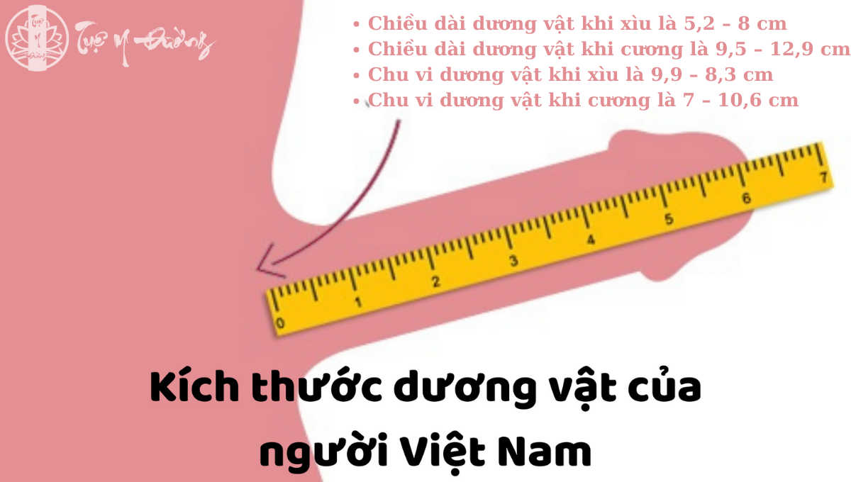 Kích thước dương vật người Việt Nam