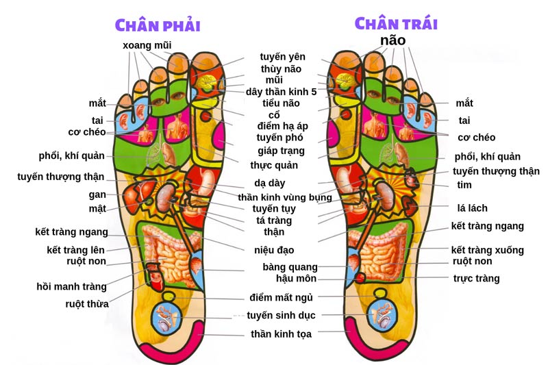 Các vùng phản xạ tương ứng trên lòng bàn chân