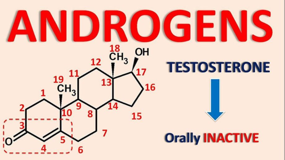 Androgen - hoocmon sinh dục