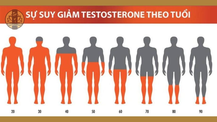 Suy giảm Testosteron theo độ tuổi