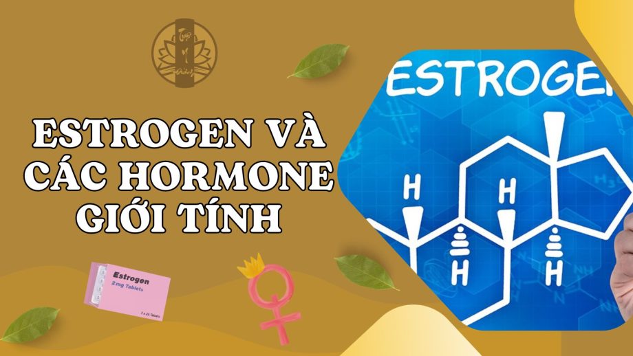 Estrogen và các hormone giới tính