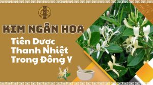 Kim ngân hoa - Tiên dược thanh nhiệt trong đông y