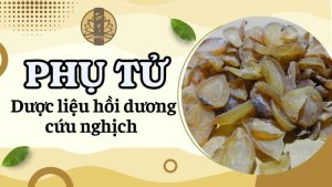 Phụ tử - Vị thuốc hồi dương cứu nghịch