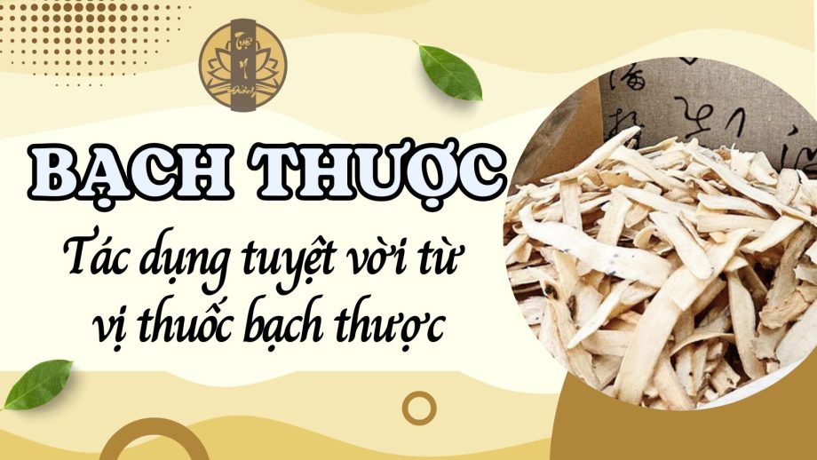 Bạch thược - những tác dụng tuyệt vời từ vị thuốc bạch thược