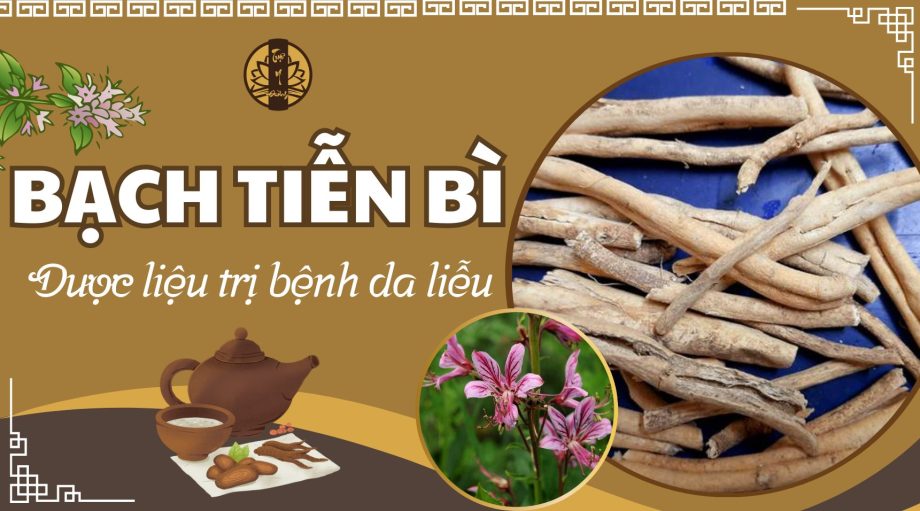 Bạch tiễn bì - Dược liệu điều trị các bệnh da liễu