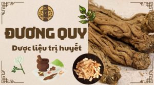 Đương Quy - Dược liệu trị huyết