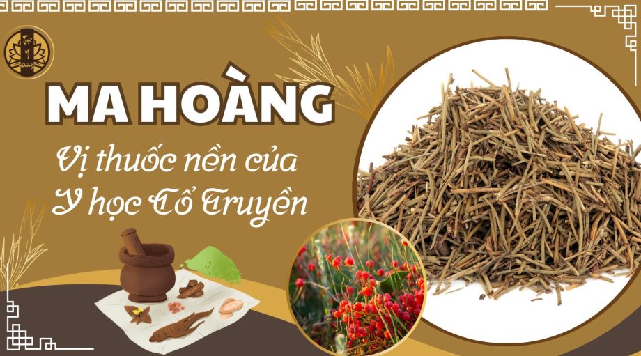 Ma Hoàng - Vị thuốc nền của Y Học Cổ Truyền