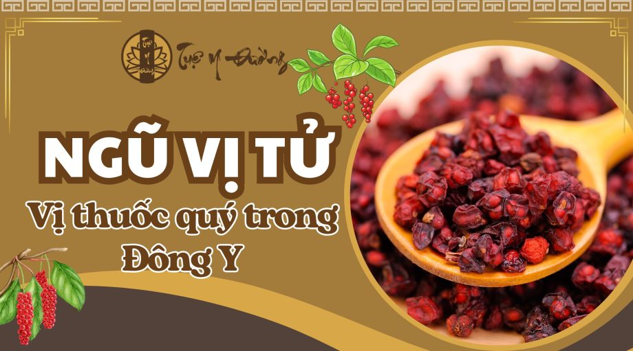 Ngũ vị tử - VỊ thuốc quý trong đông y