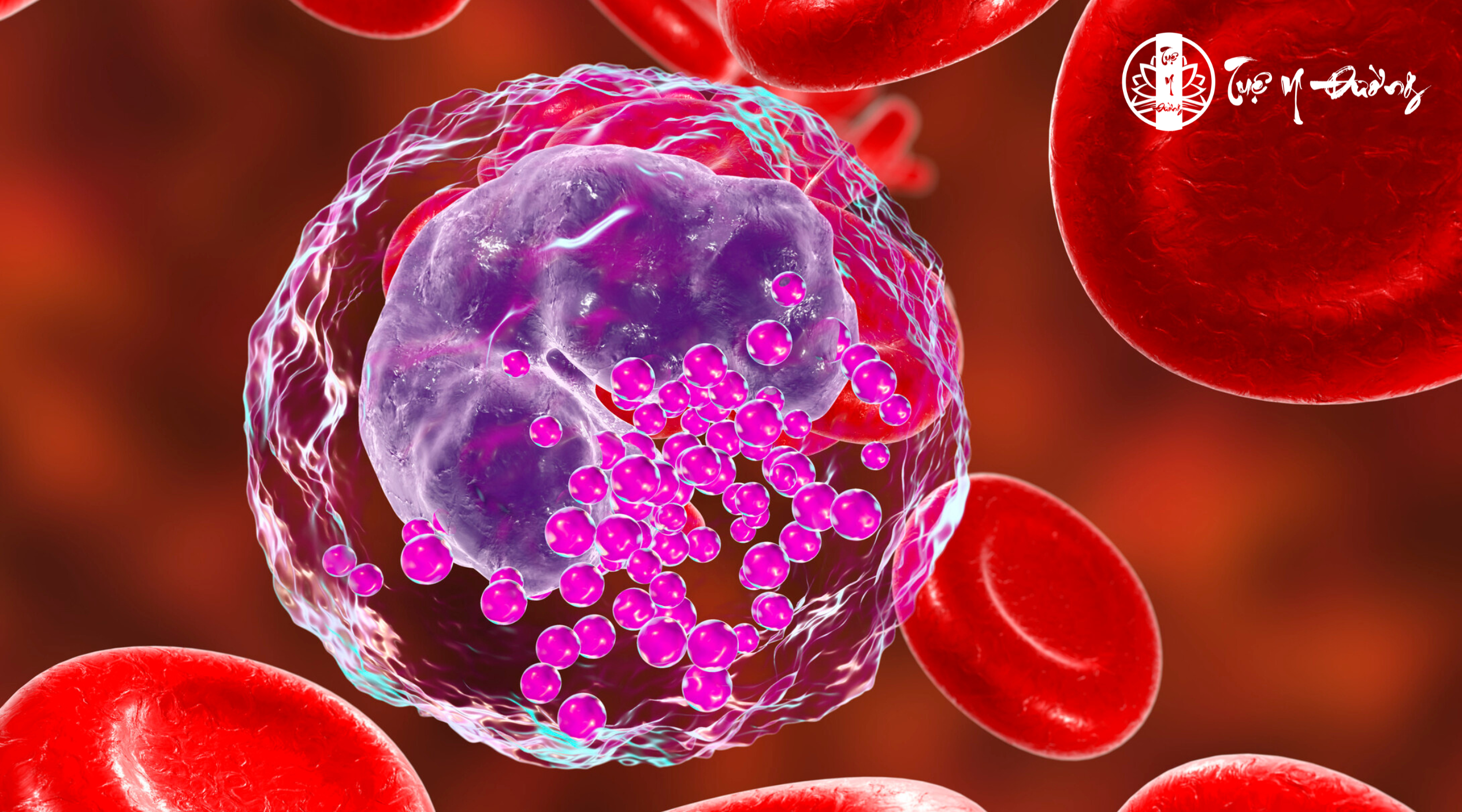 Các quần thể hồng cầu được gọi là microcytic (hồng cầu nhỏ) nếu MCV < 80 fL, và macrocytic (hồng cầu to) nếu MCV là > 100 fL. Tuy nhiên, vì hồng cầu lưới cũng lớn hơn hồng cầu trưởng thành, số lượng lớn hồng cầu lưới có thể làm tăng MCV.