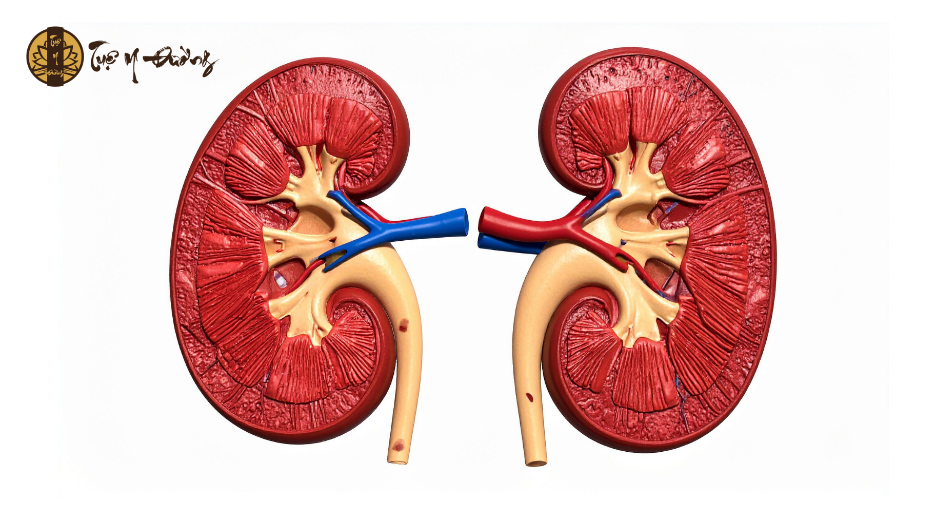 Các vị thuốc đông y có tác dụng giúp ôn bổ thận dương