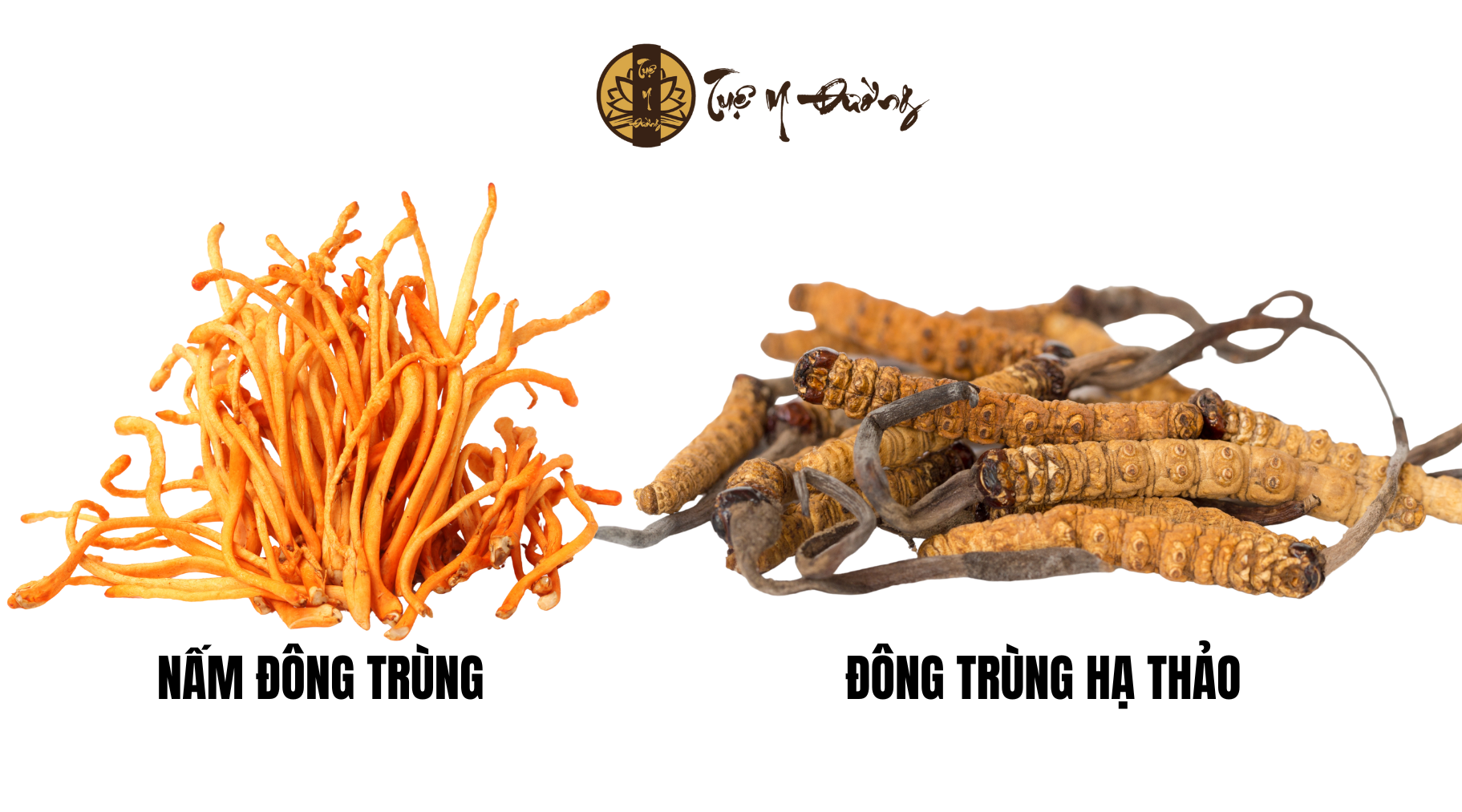 Vị thuốc đông trùng hạ thảo