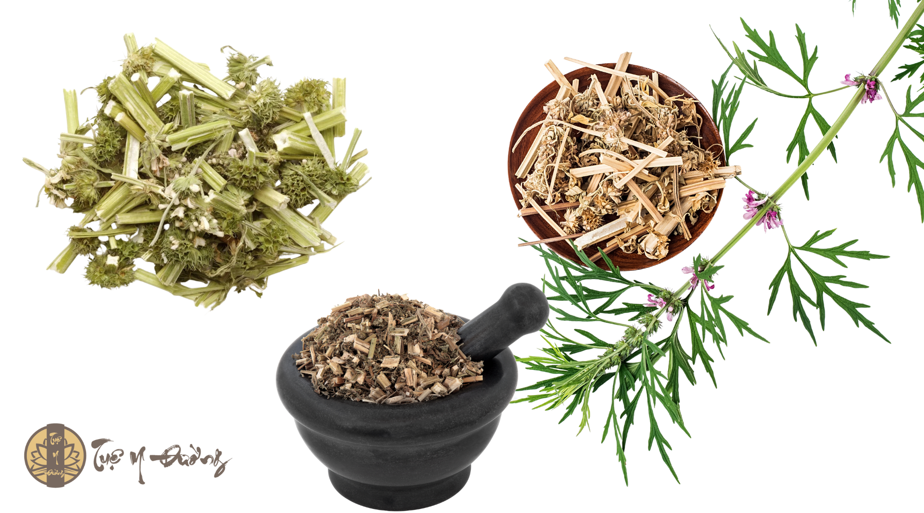 Vị thuốc Ích mẫu