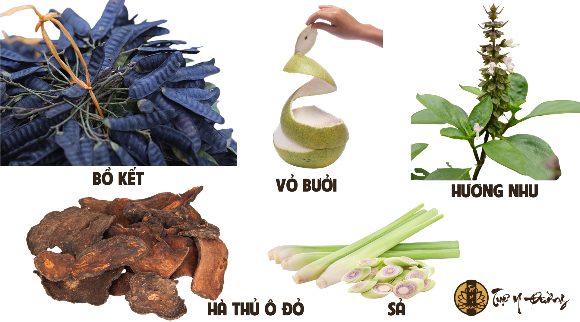 Sử dụng các dược liệu để gội đầu phòng rụng tóc