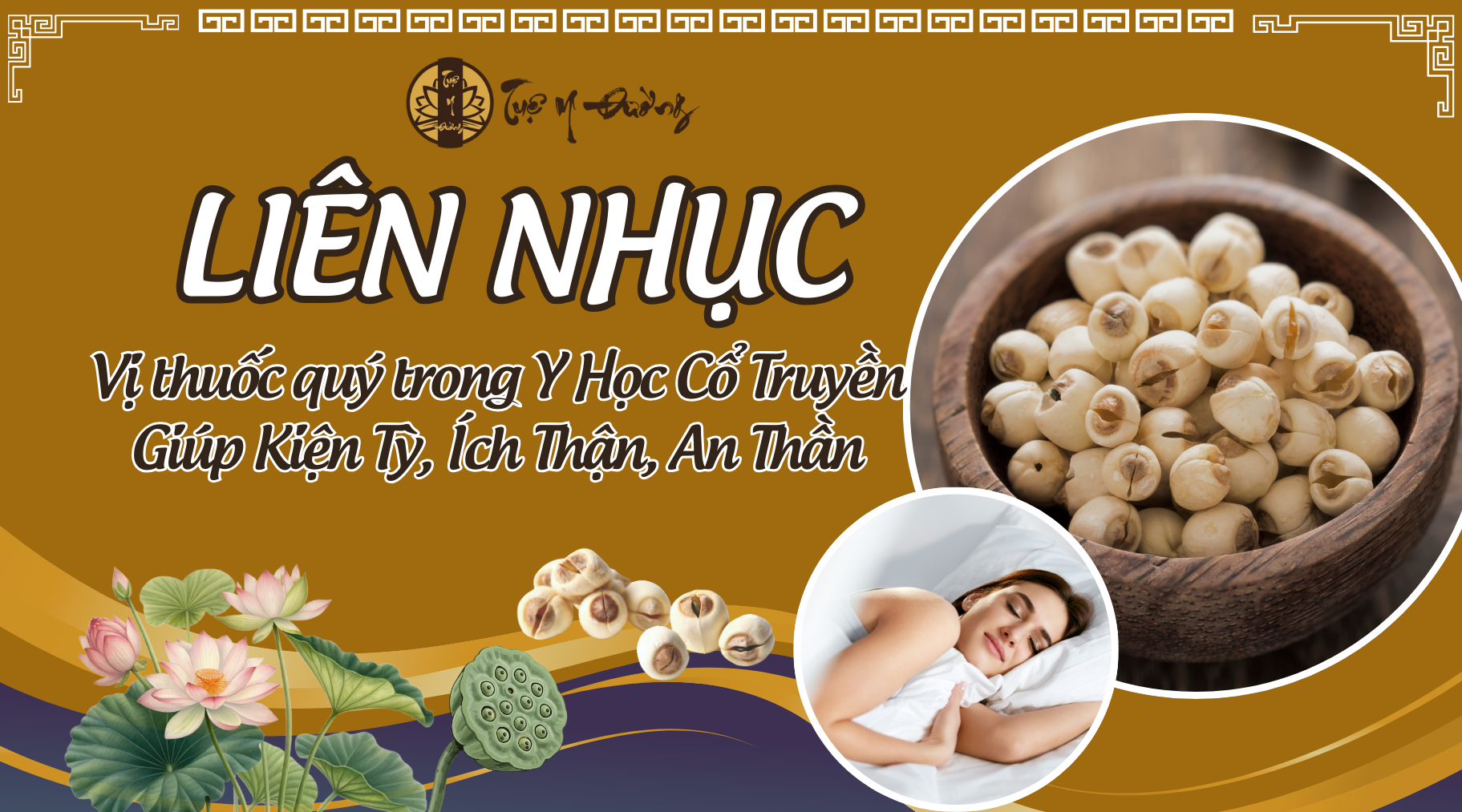 Liên Nhục - vị thuốc quý trong Y Học Cổ Truyền giúp Kiện Tỳ, Ích Thận, An Thần